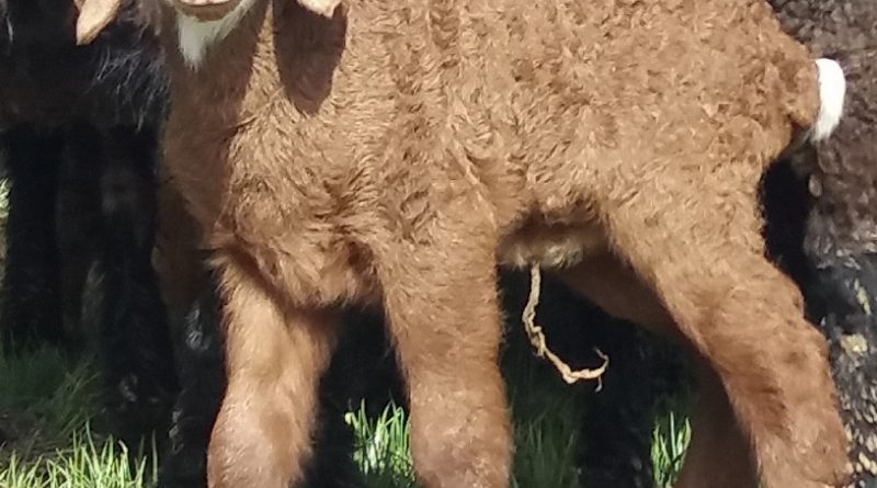 Crossbreeding Hazaragie ewes with Turki rams and its effect on lamb growth and weight gain