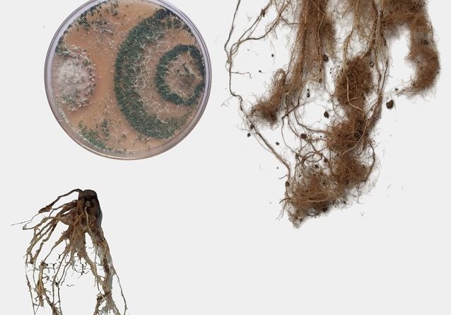 Investigating the effects of Trichoderma harzianum and plant compost on maize growth and Fusarium root rot management under greenhouse conditions