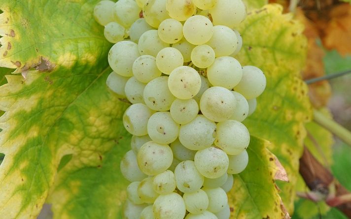 Assessment of grape cultivar traits and environmental adaptation in the Absheron Peninsula, Azerbaijan