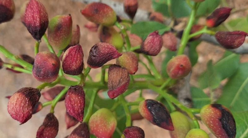 Comprehensive analysis of Botryosphaeriaceae-induced panicle and shoot blight and its management strategies