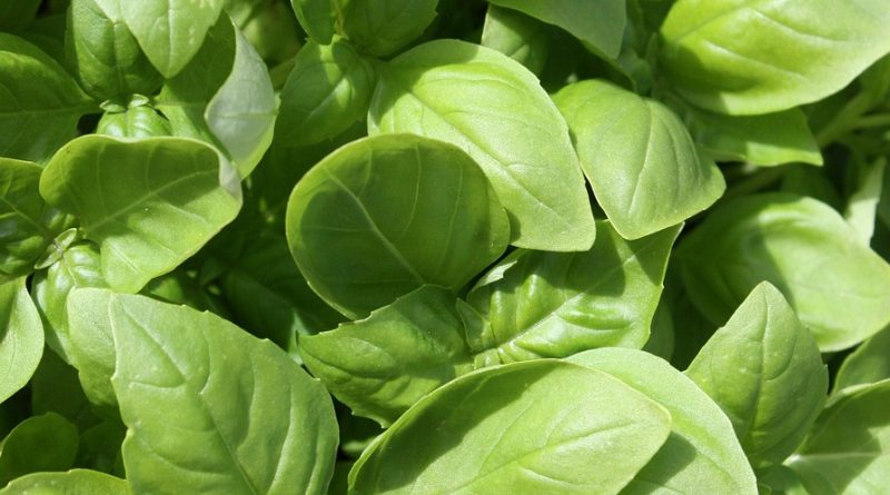 Growth and biochemical response of basil to foliar-applied garlic extract