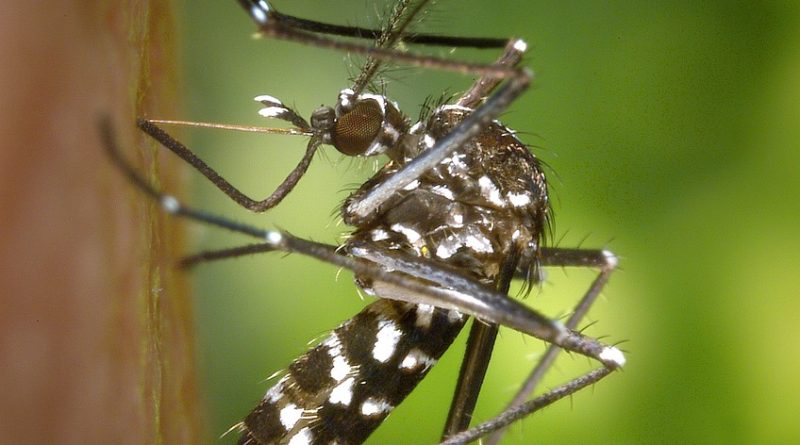 Radiation effects on dengue vectors: A systematic review