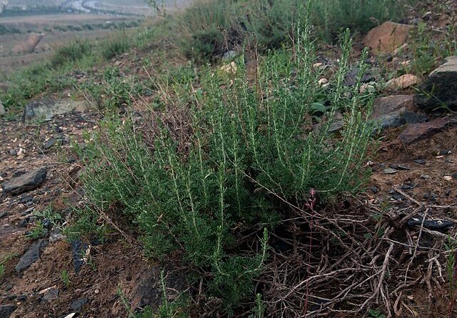 Antifungal activity of some plant extracts against Macrophomina phaseolina