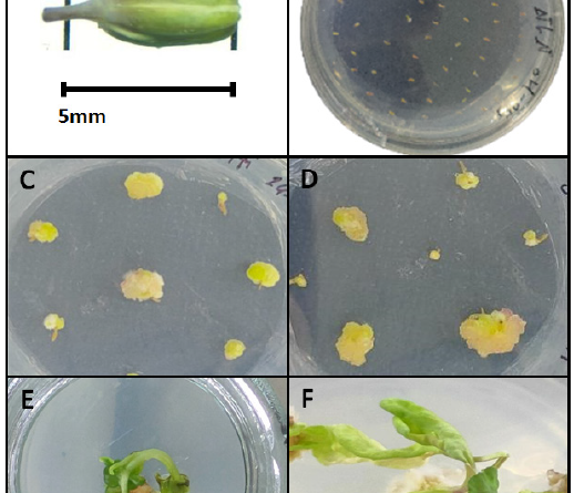 Evaluation of anther culture and callus induction efficiency in three cauliflower genotypes using different media compositions