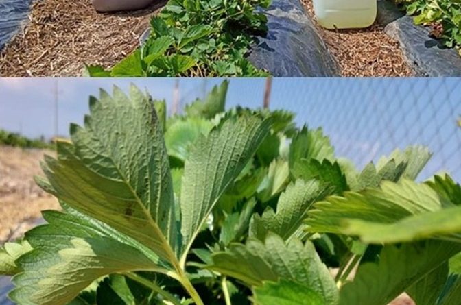 Influence of biostimulant applications on vegetative growth and yield of strawberry under full and reduced fertilization