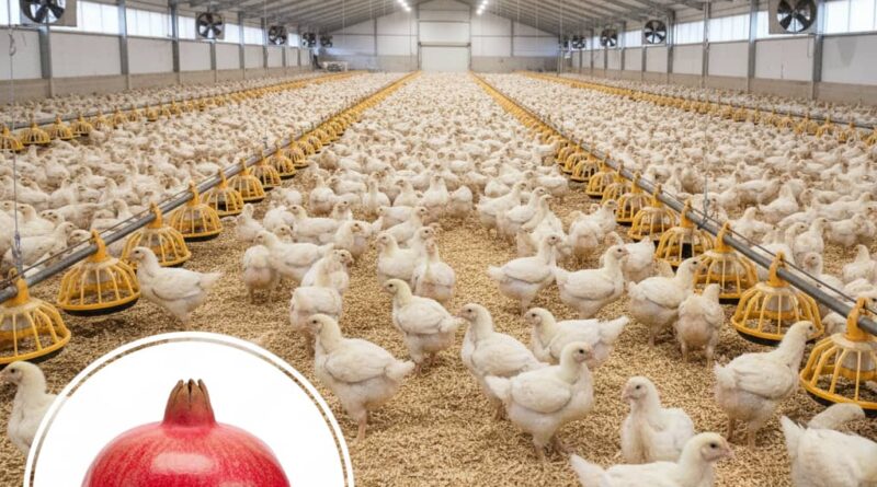 Pomegranate peel as a functional feed additive in broiler diets: effects on growth performance, feed efficiency, and blood biochemistry