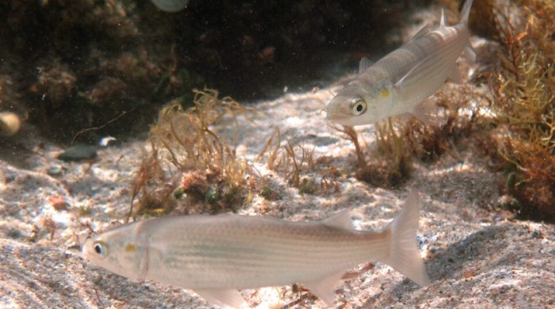 Heavy metal bioaccumulation and nutritional quality assessment of Liza auratus from the Syrian coast