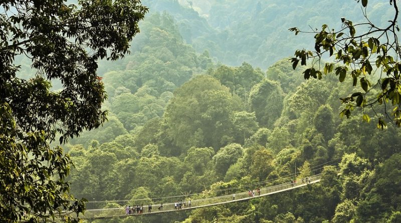 Stable but stressed: Investigating vegetation dynamics in the Sinharaja Rainforest using satellite NDVI and climate-driven machine learning models