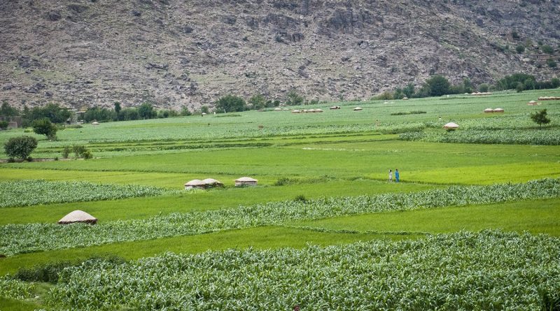 Community participation in forest conservation: A rural behavioral study in Dara-e-Pech, Kunar Province, Afghanistan